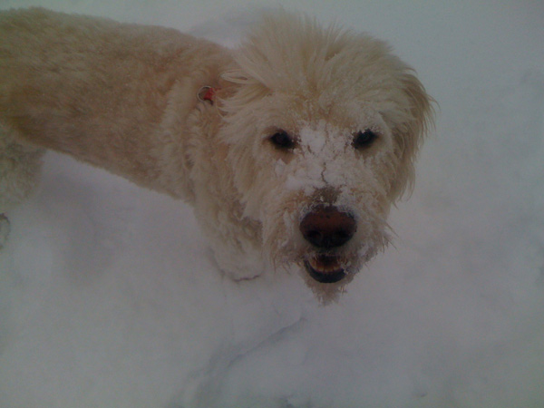 jasper loved the snow